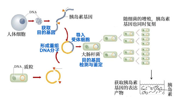 將人胰島素基因轉入大腸杆菌